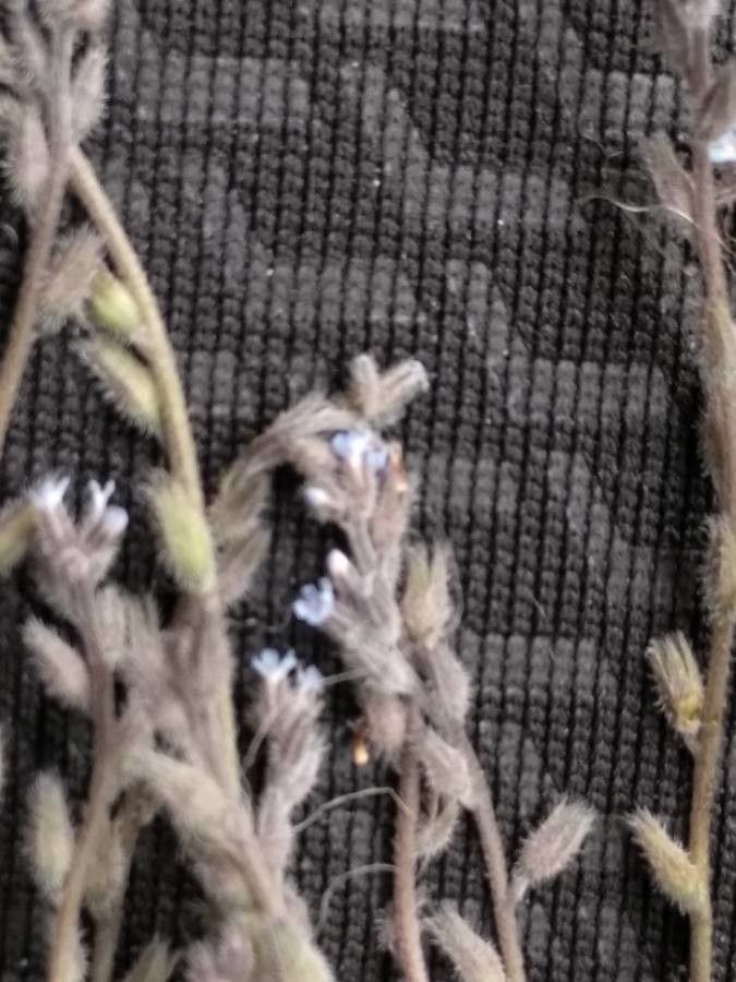 Myosotis minutiflora flower