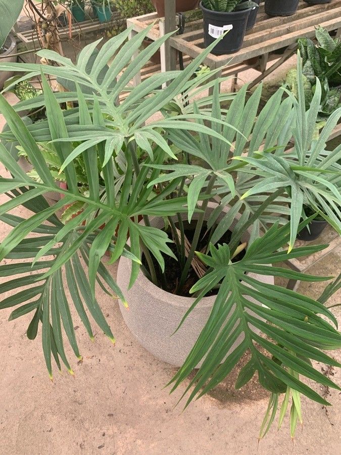 Philodendron elegans leaf