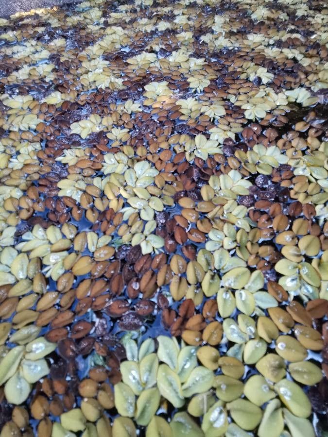 Salvinia adnata habit