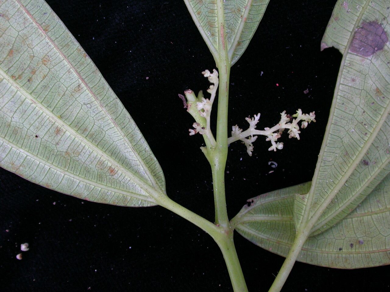 Pilea glaberrima habit