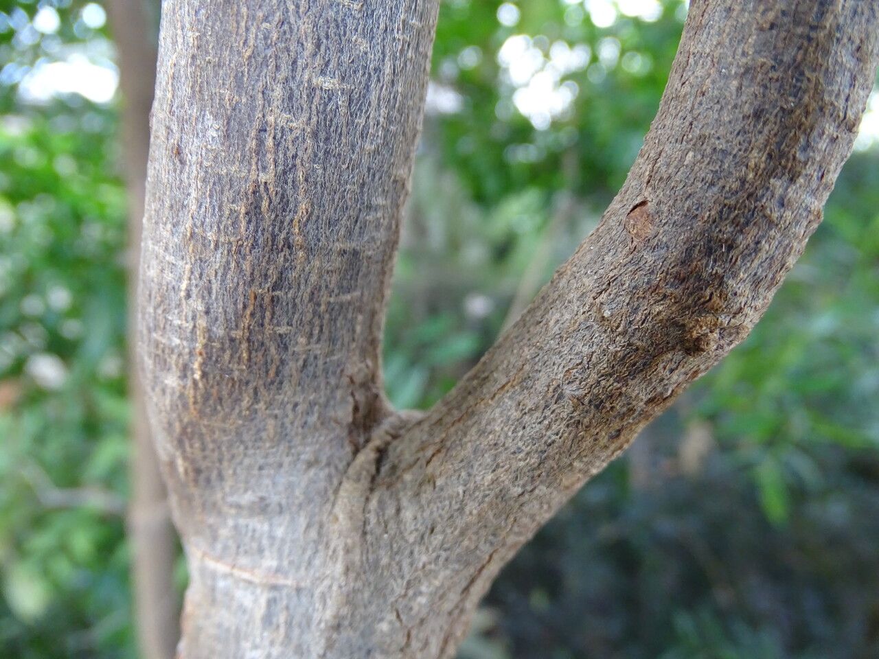Elaeocarpus obovatus bark