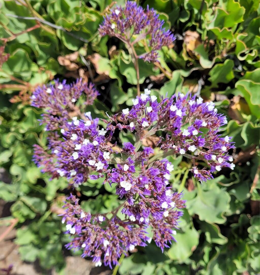 Limonium remotispiculum — houseplant care guide