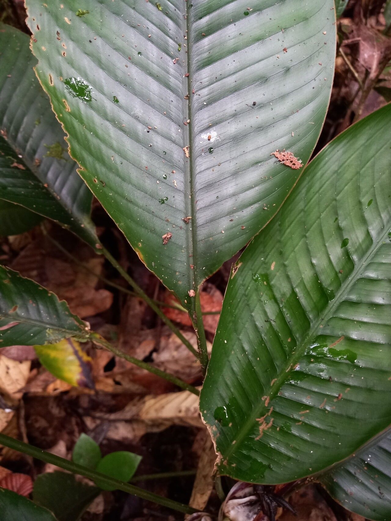 Heliconia lourteigiae — search result for 'Heliconia'