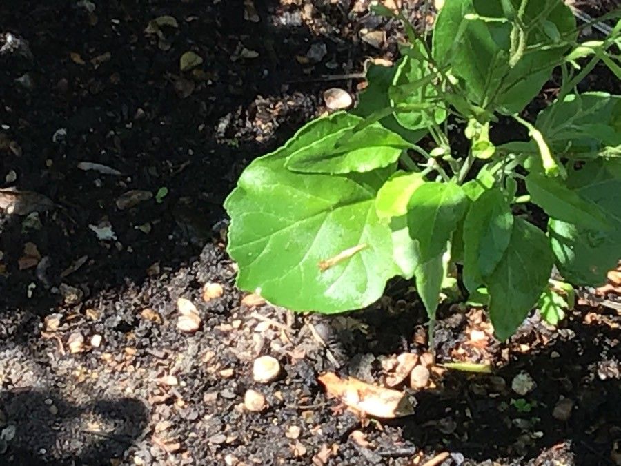 Nicotiana knightiana — search result for 'Nicotiana'