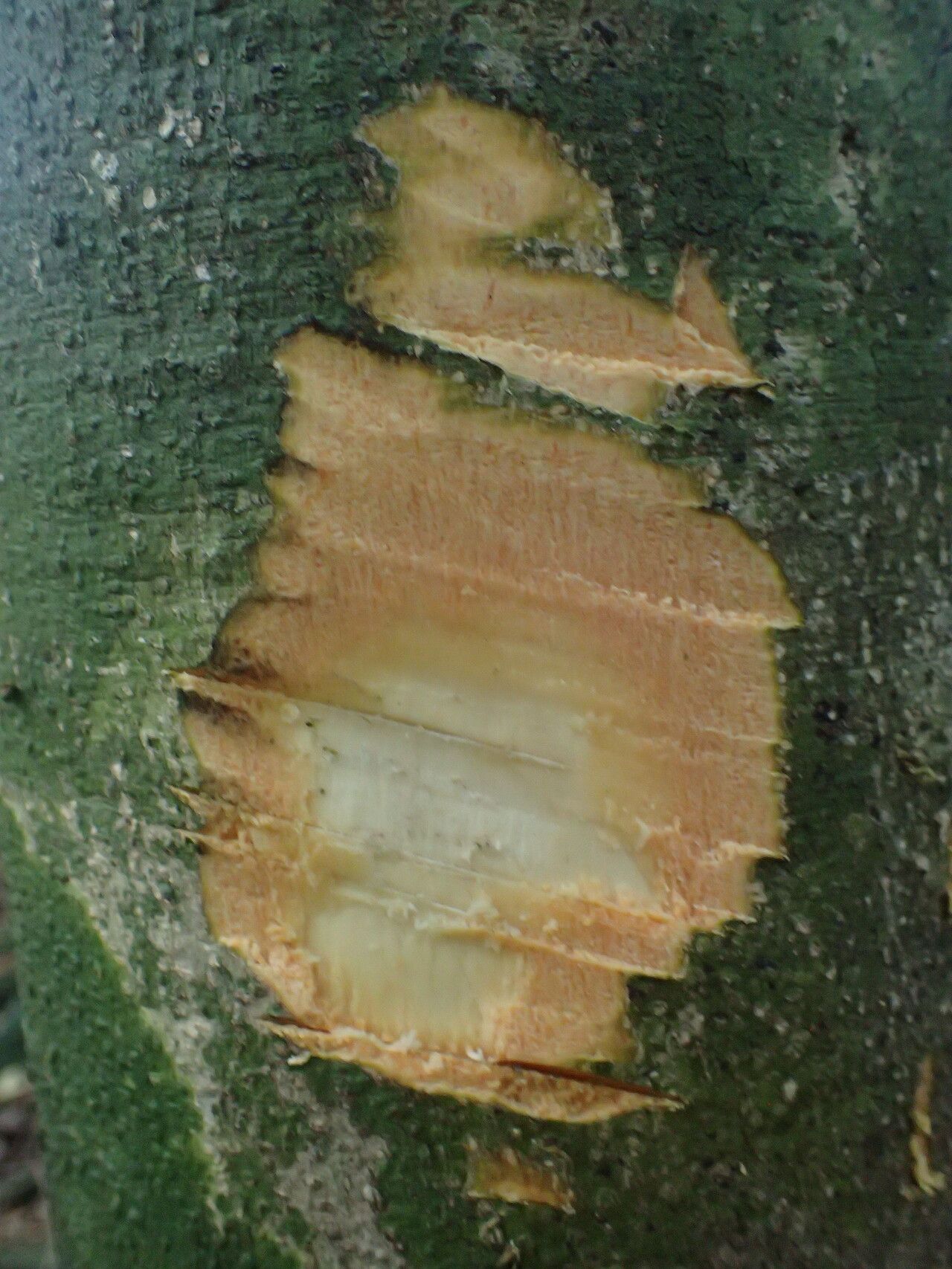 Drypetes glabra — houseplant care guide