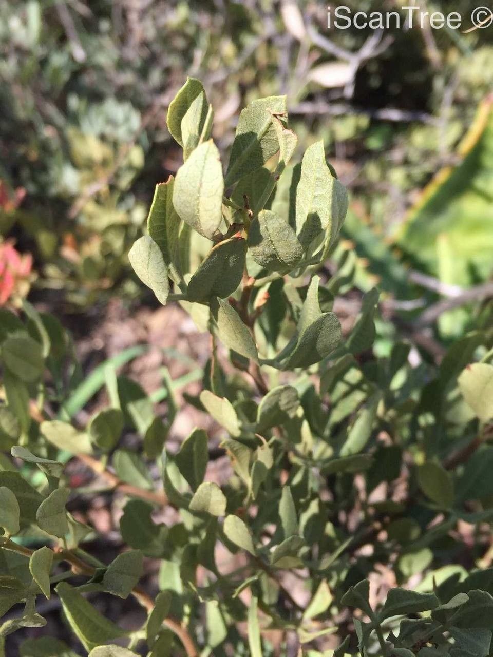 Searsia tumulicola leaf