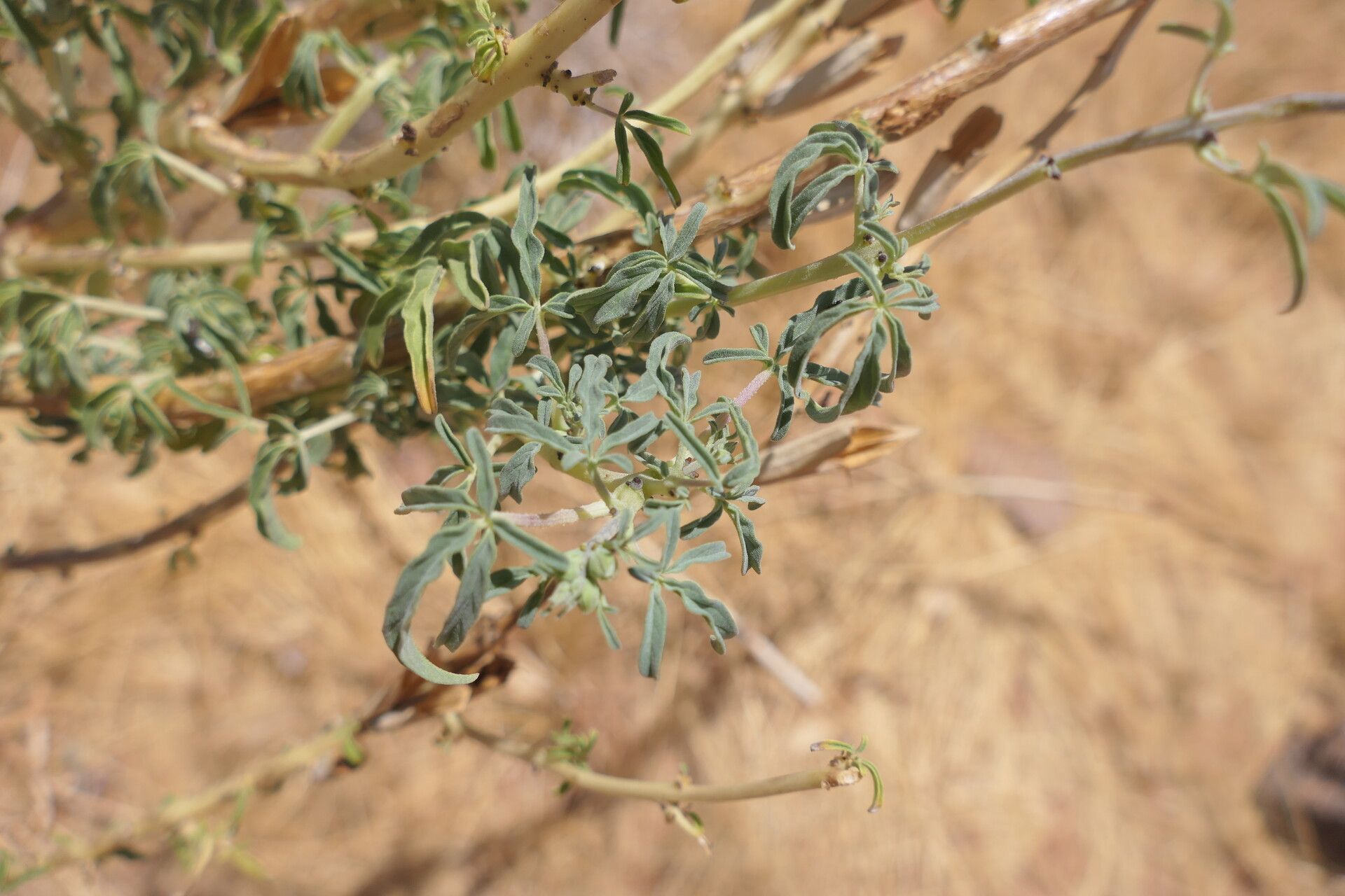 Sesamum triphyllum — search result for 'Sesamum'