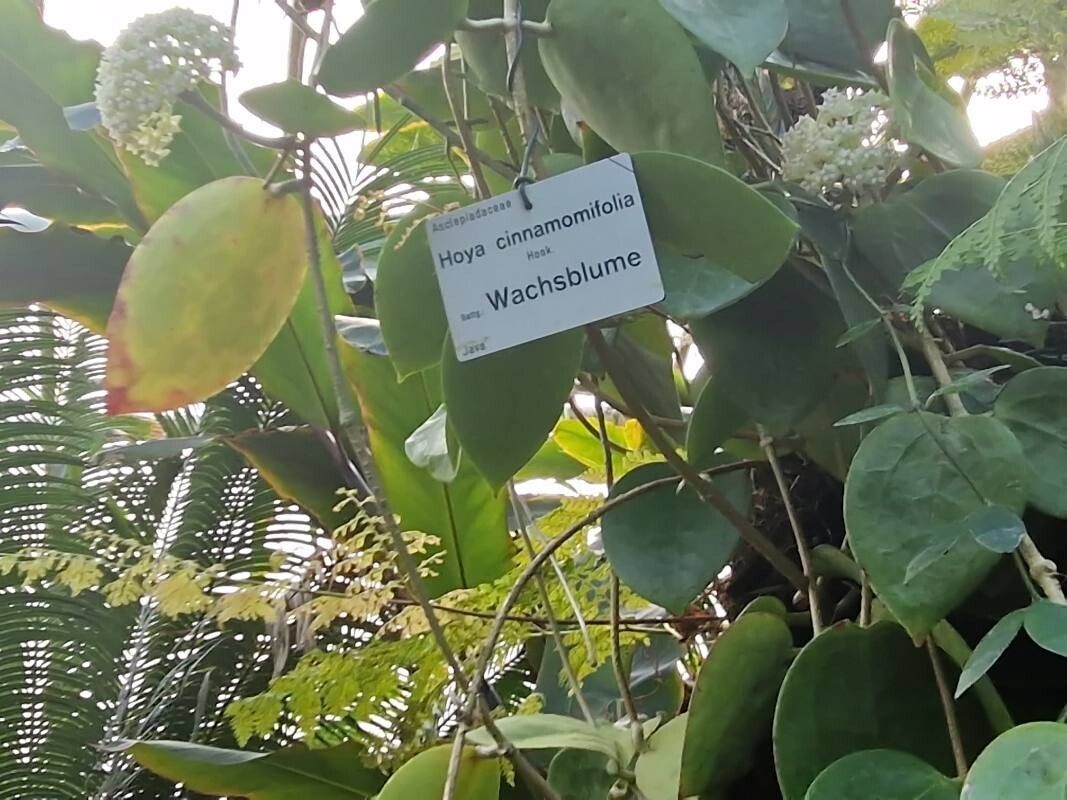 Hoya cinnamomifolia other