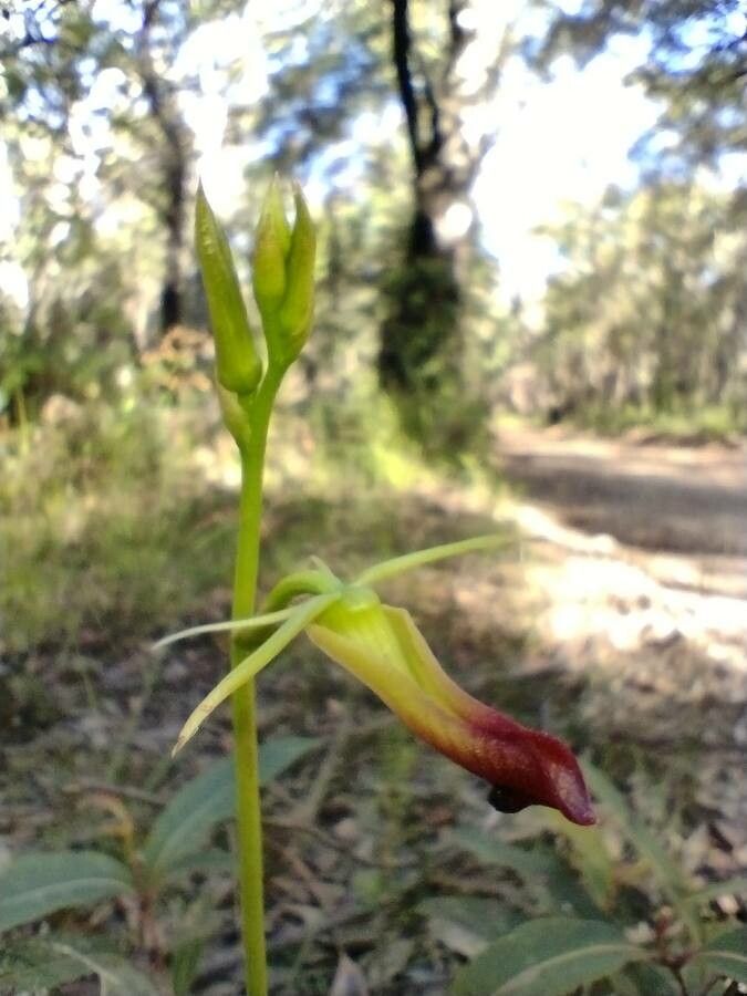 Cryptostylis subulata habit