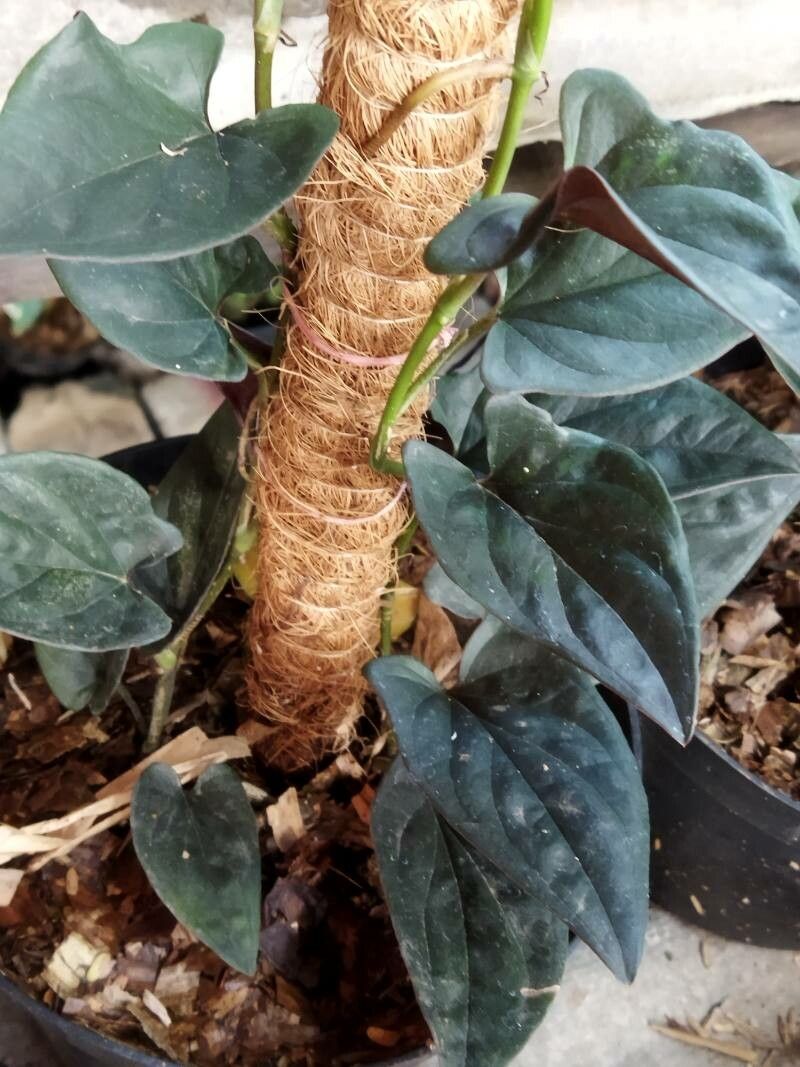 Syngonium erythrophyllum leaf