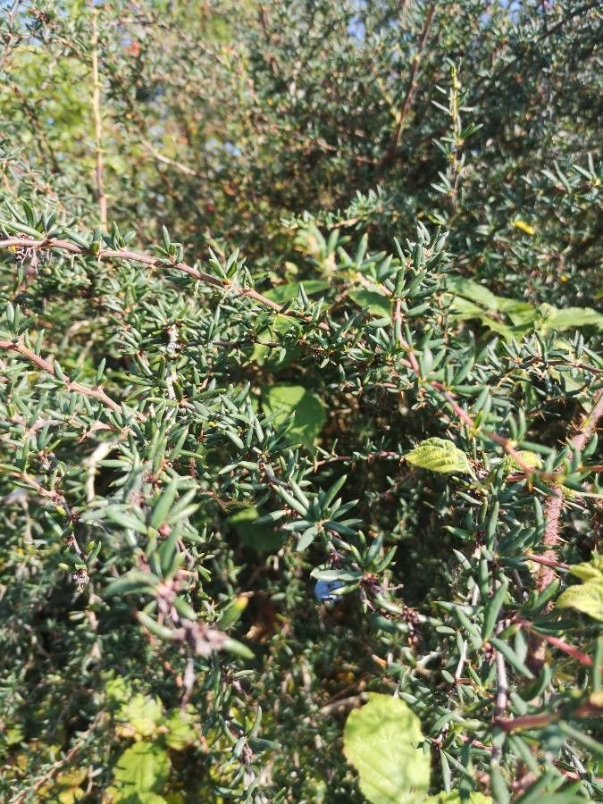 Berberis empetrifolia — search result for 'Berberidaceae'