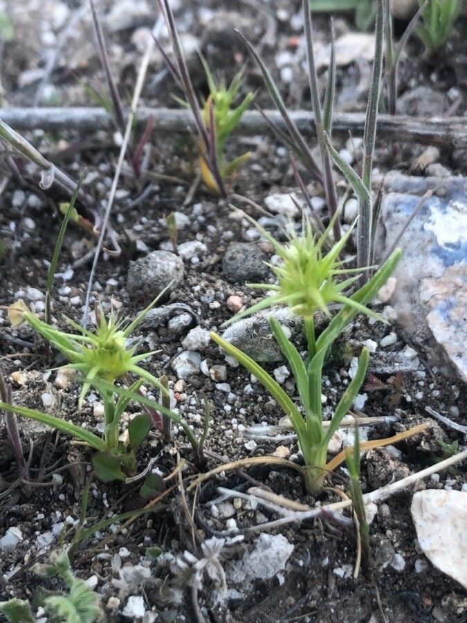 Echinaria capitata — search result for 'and southwest Asia'