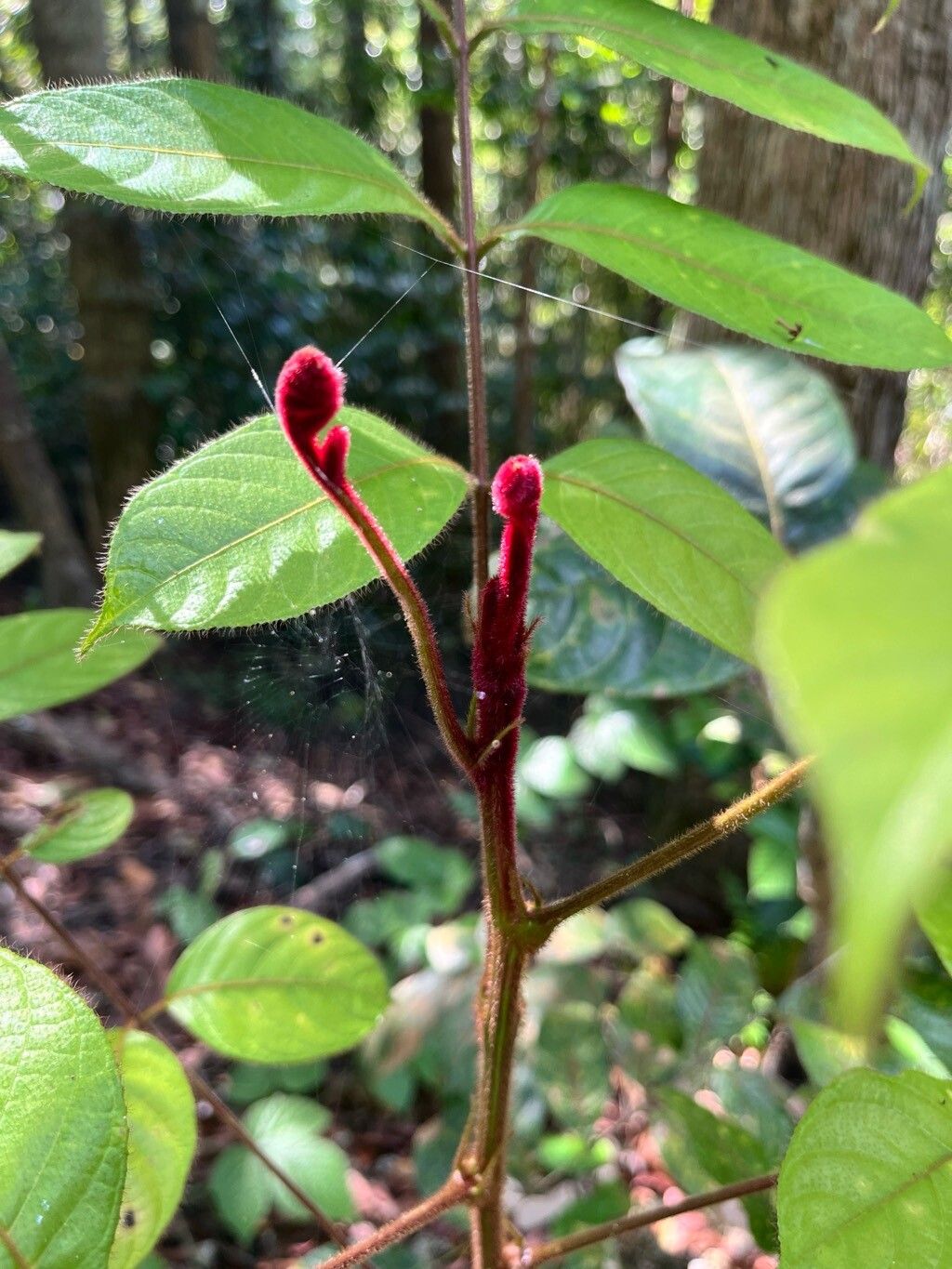 Canarium pilosum leaf