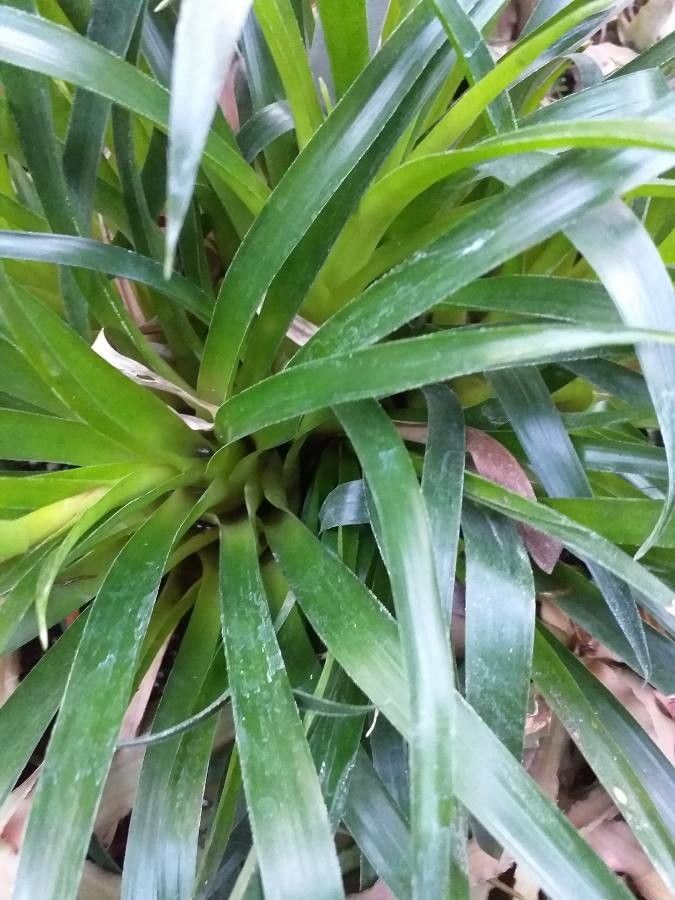 Billbergia viridiflora leaf