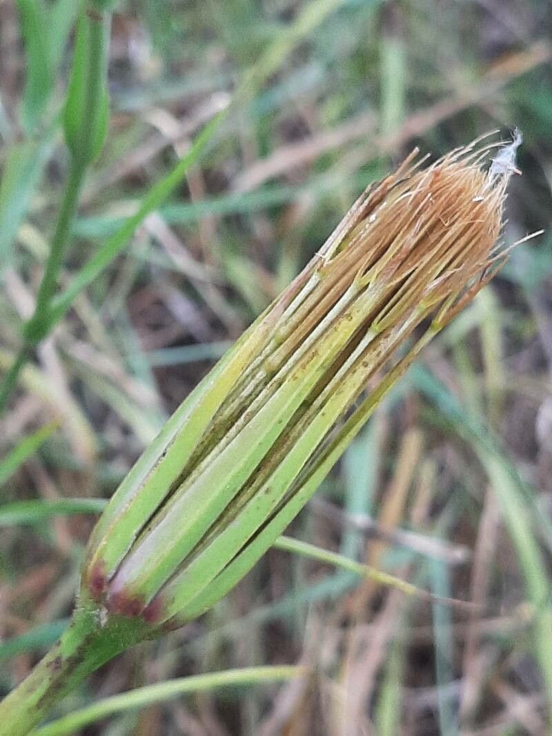 Geropogon hybridus fruit