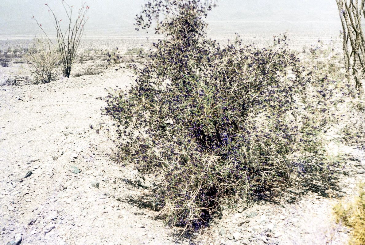 Psorothamnus schottii habit