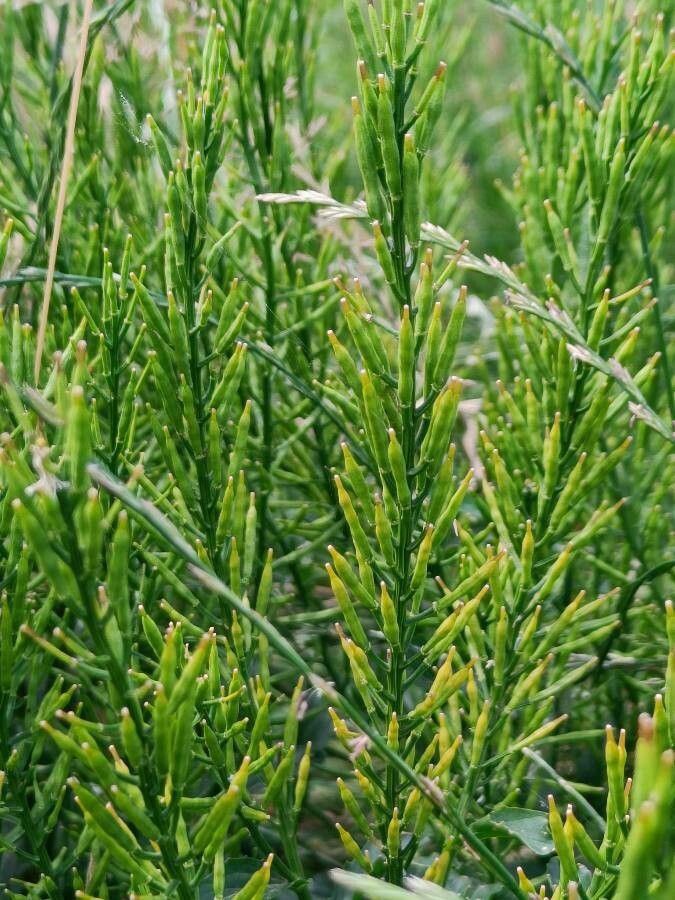 Barbarea intermedia fruit