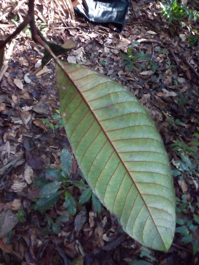 Chrysophyllum eximium — houseplant care guide