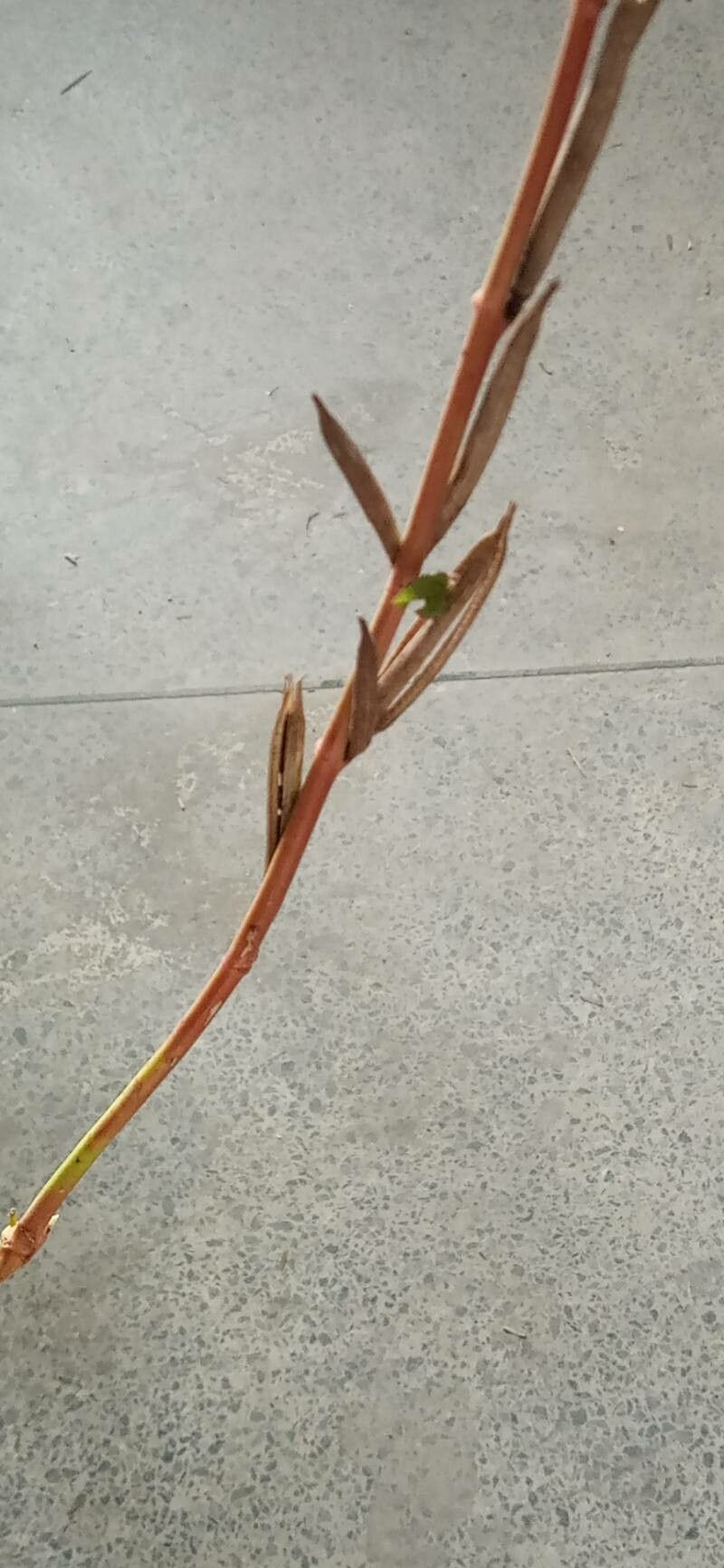 Corchorus aestuans fruit