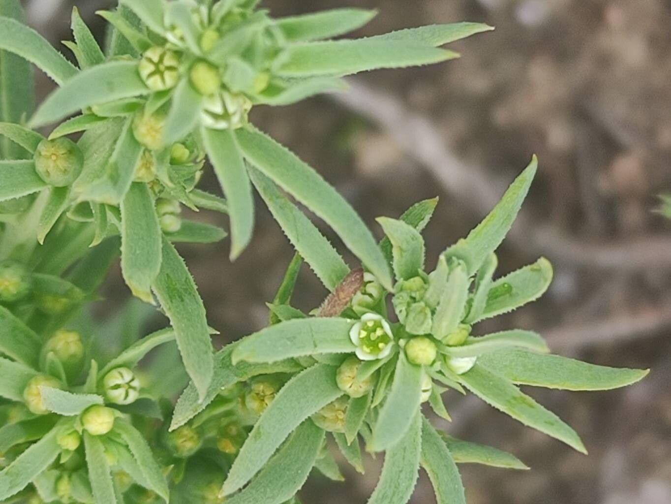 Thesium humile — search result for 'Thesium'