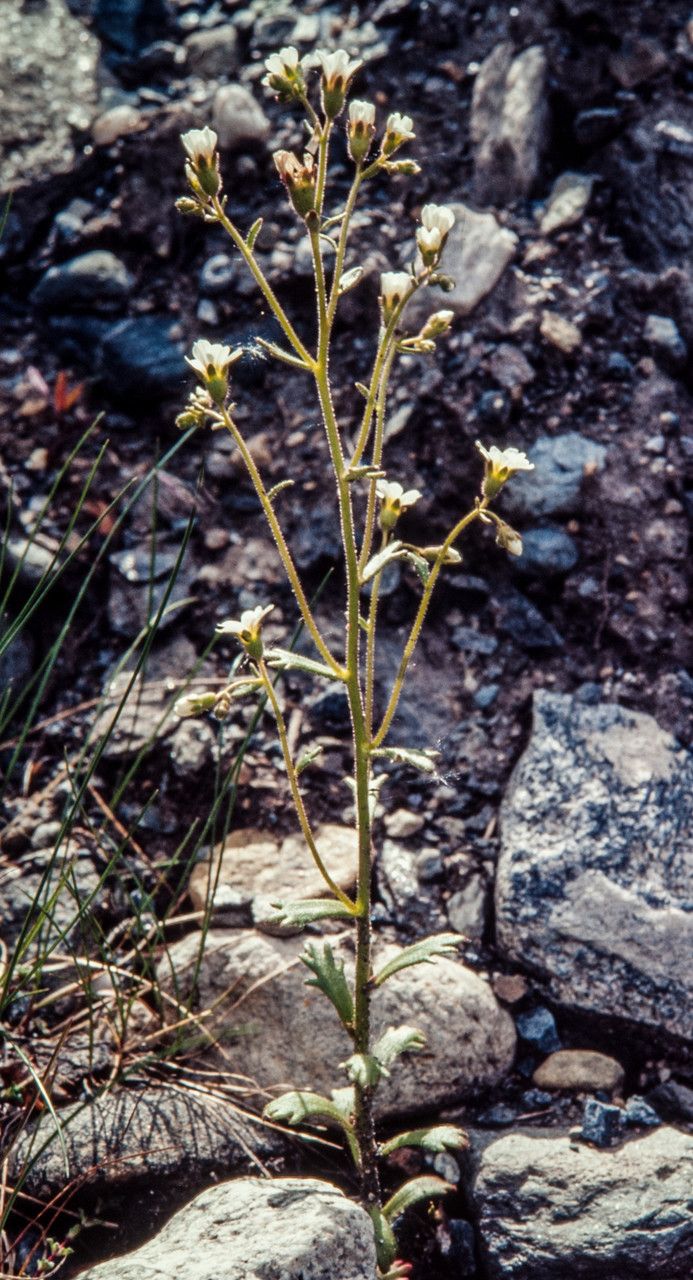 Saxifraga adscendens flower