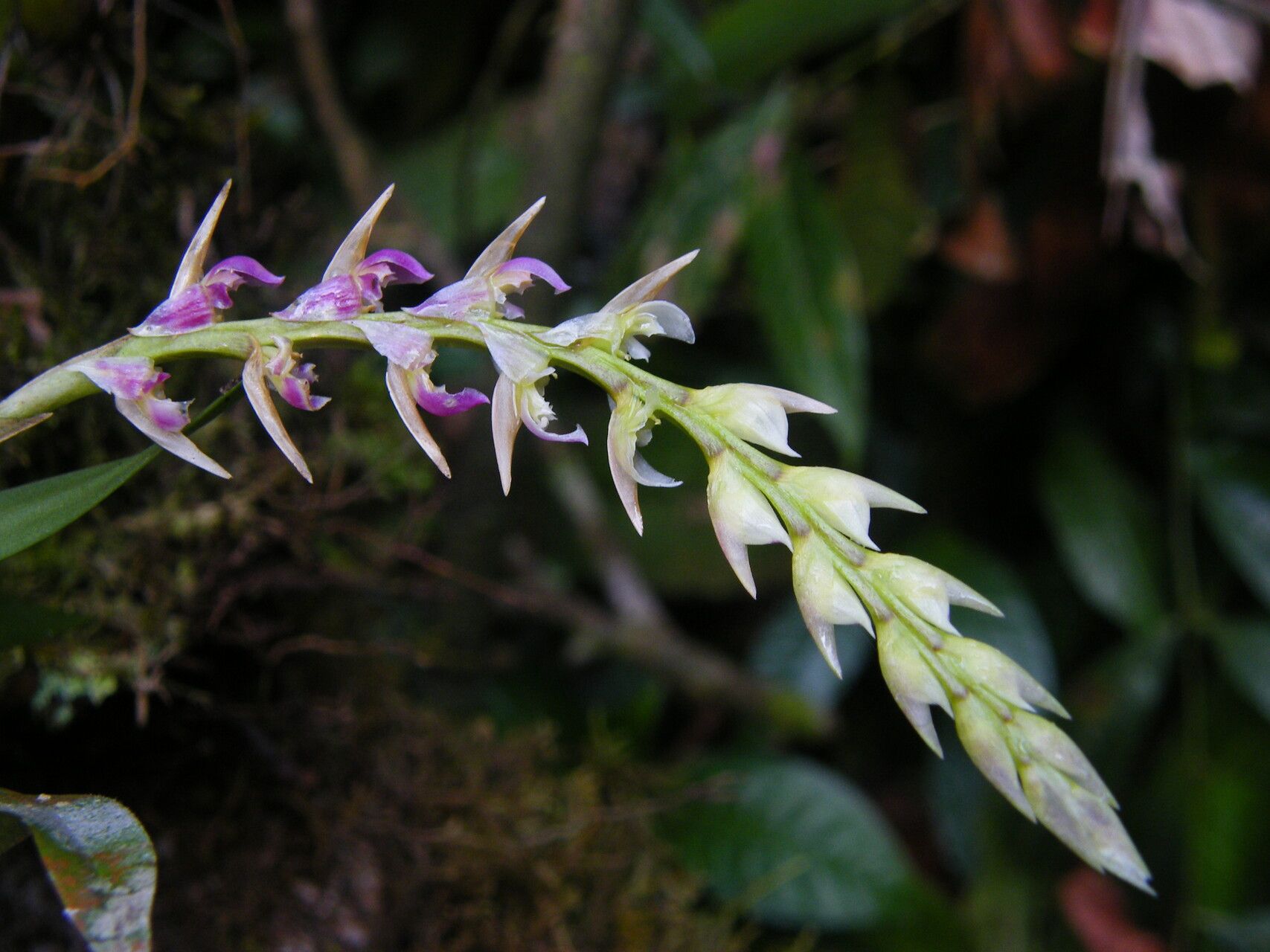 Bulbophyllum bifarium — houseplant care guide