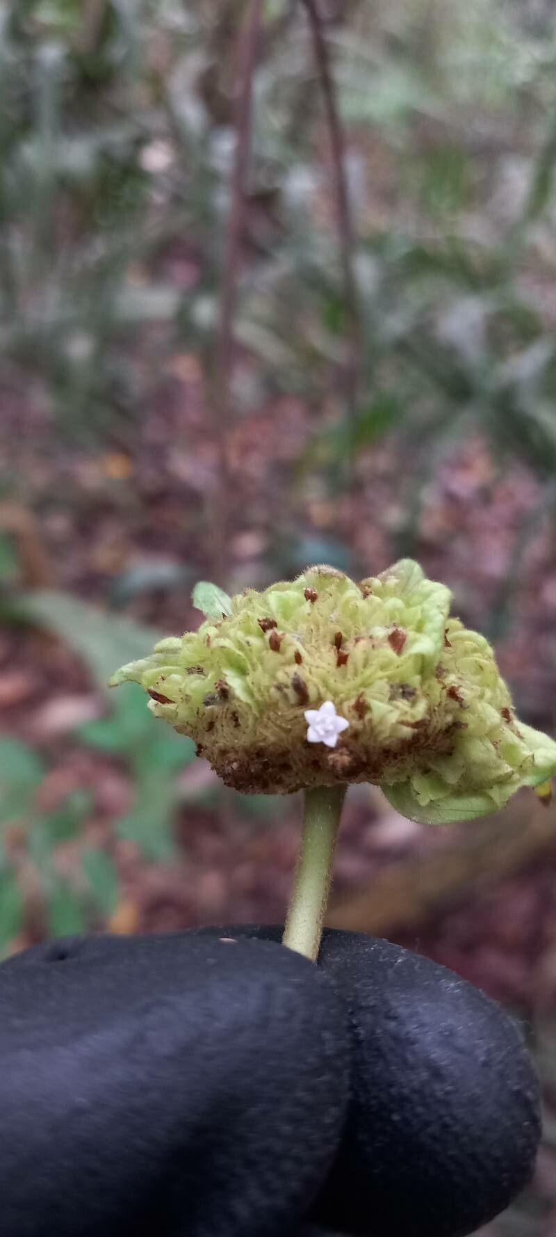 Palicourea bracteocardia flower