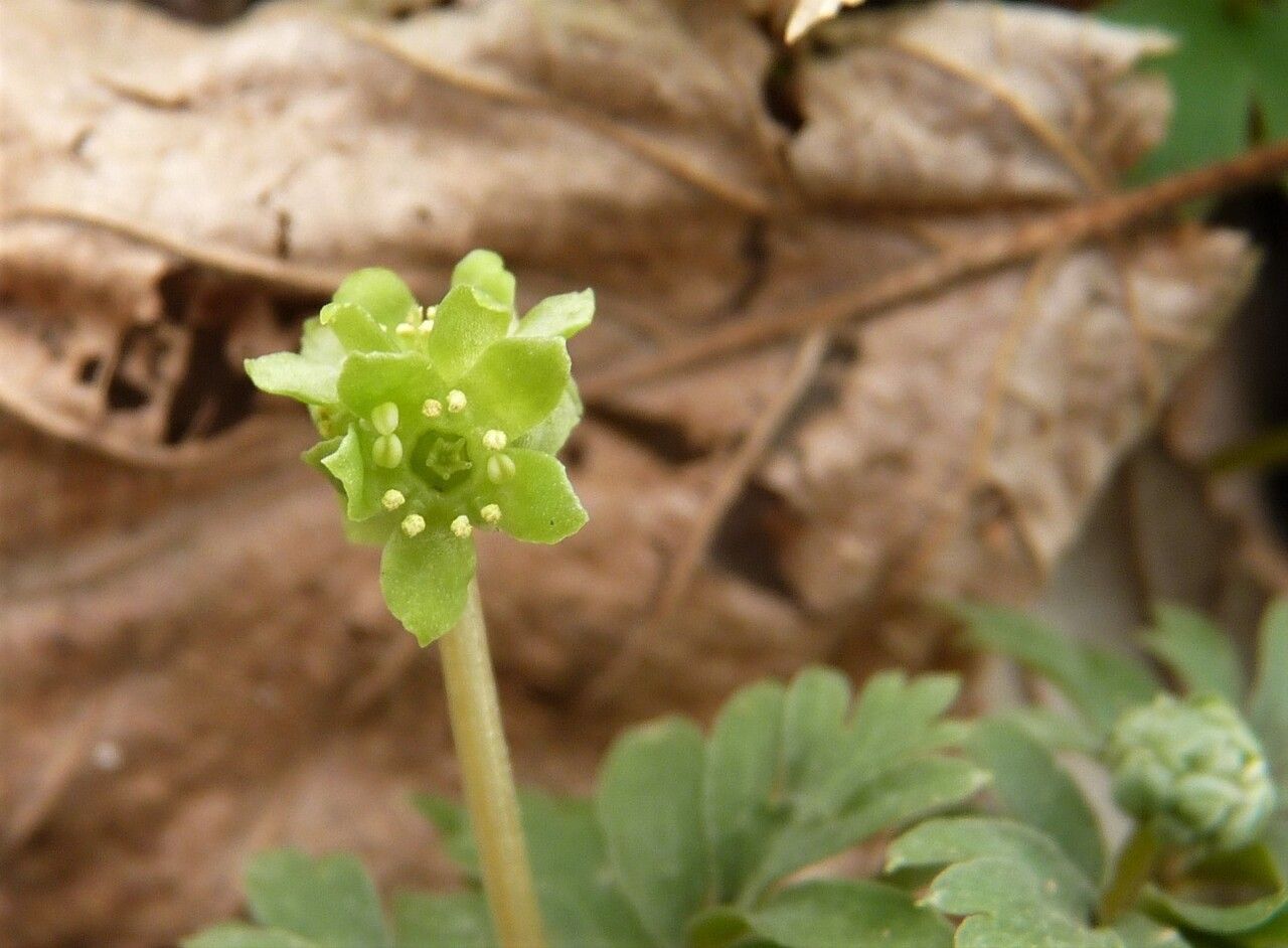 Adoxa moschatellina flower