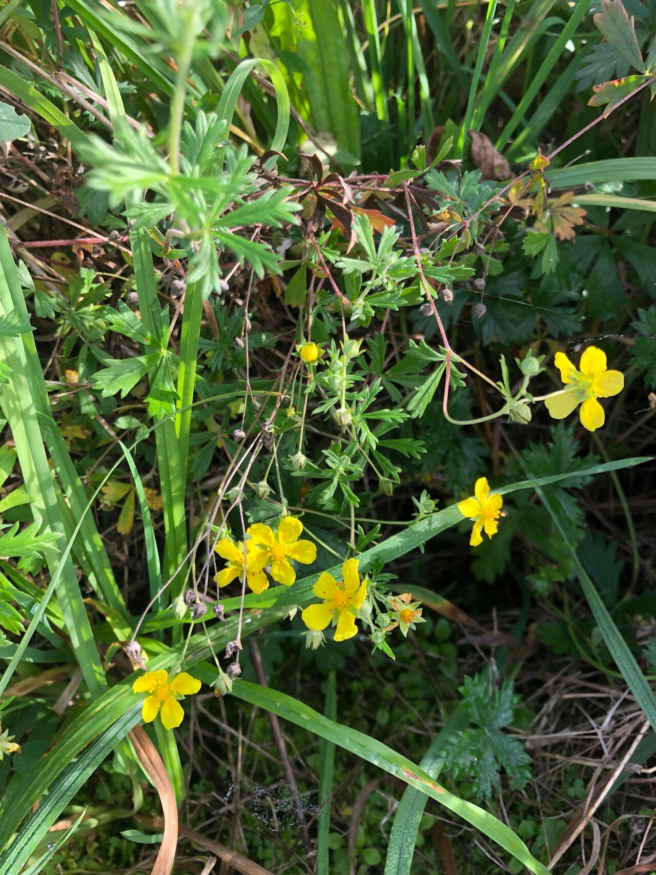 Potentilla inclinata flower