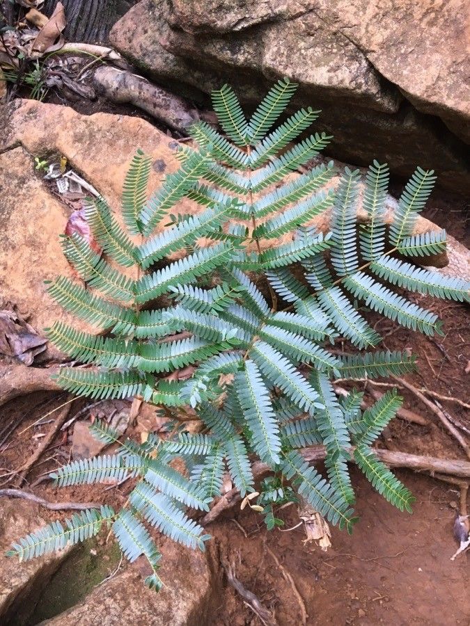 Archidendropsis granulosa leaf
