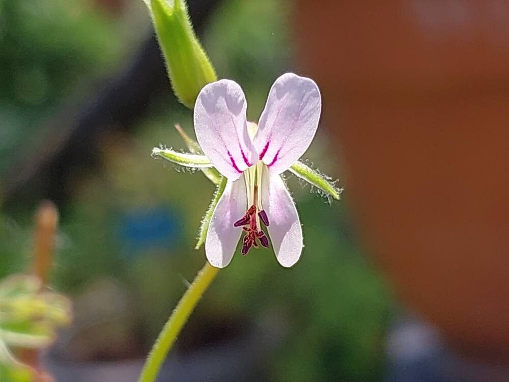 Pelargonium whytei flower