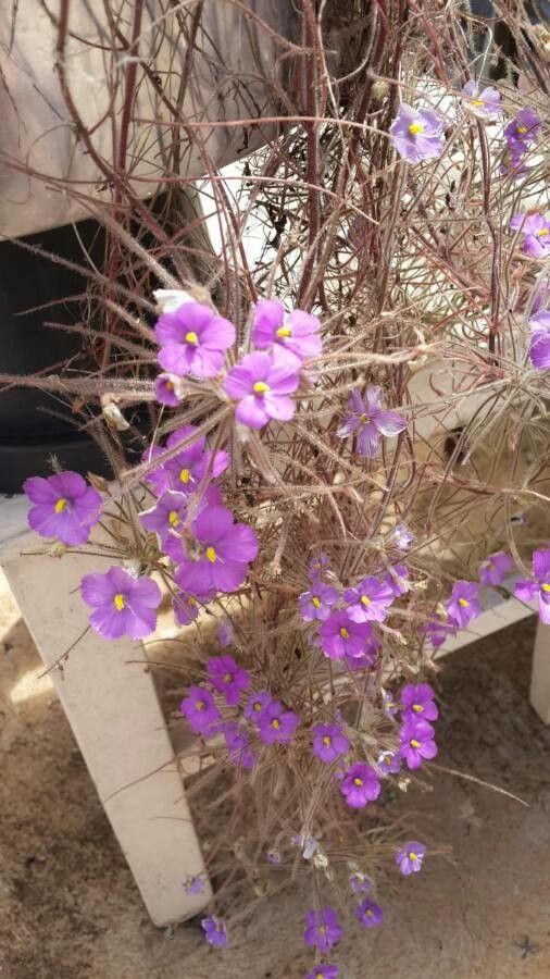 Byblis guehoi flower