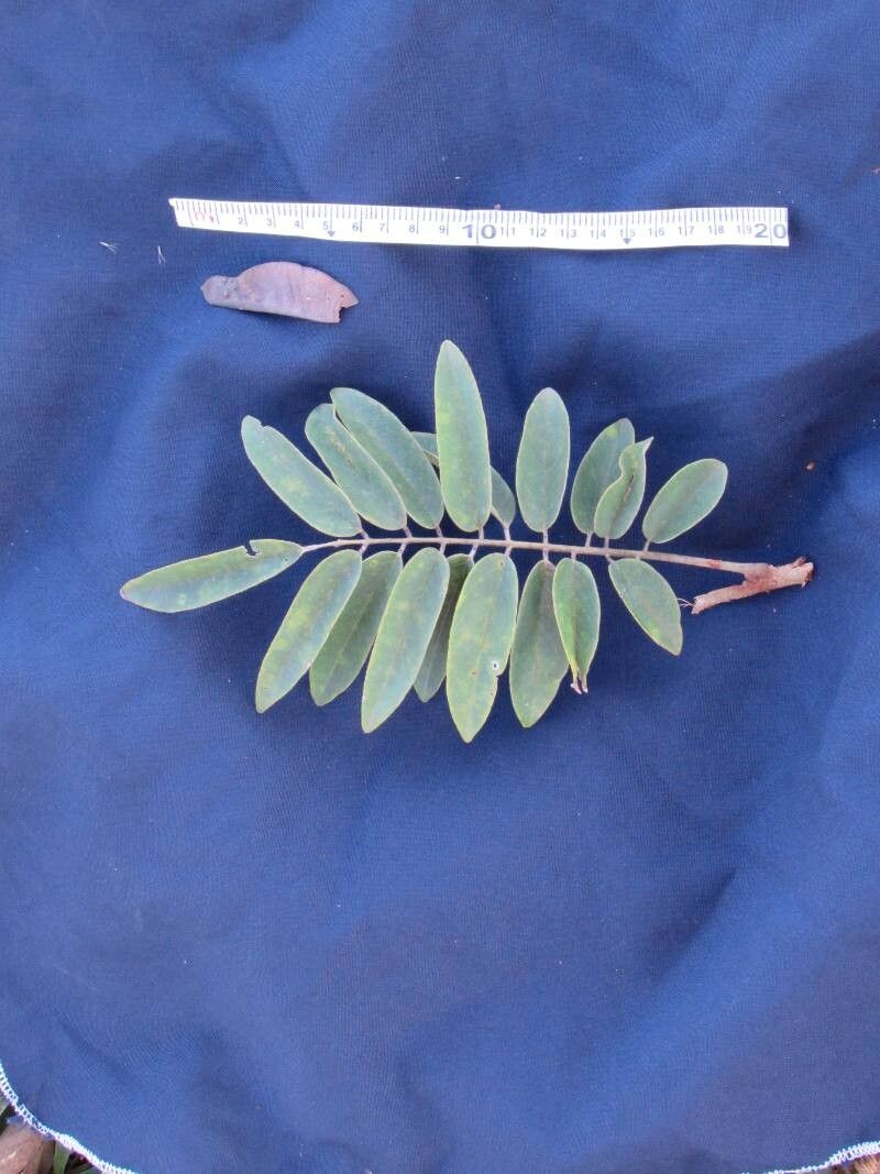 Machaerium cobanense leaf