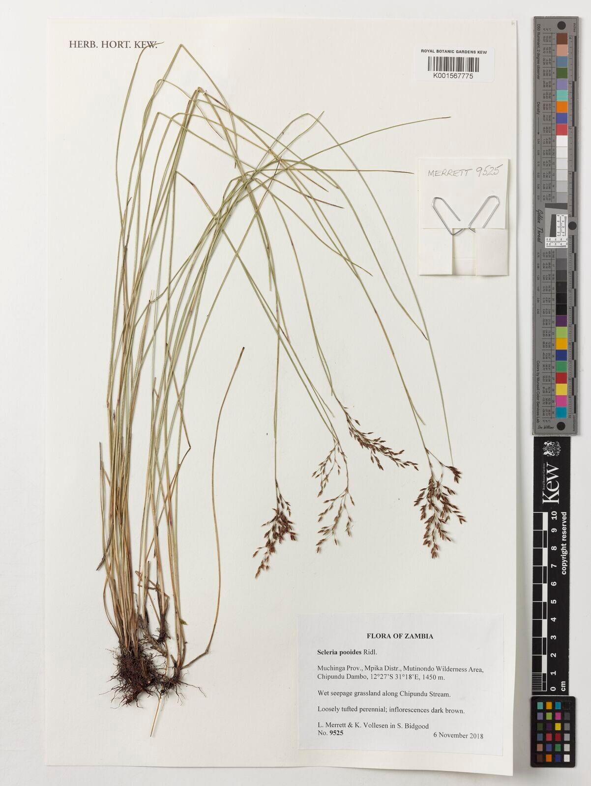 Scleria pooides — houseplant care guide