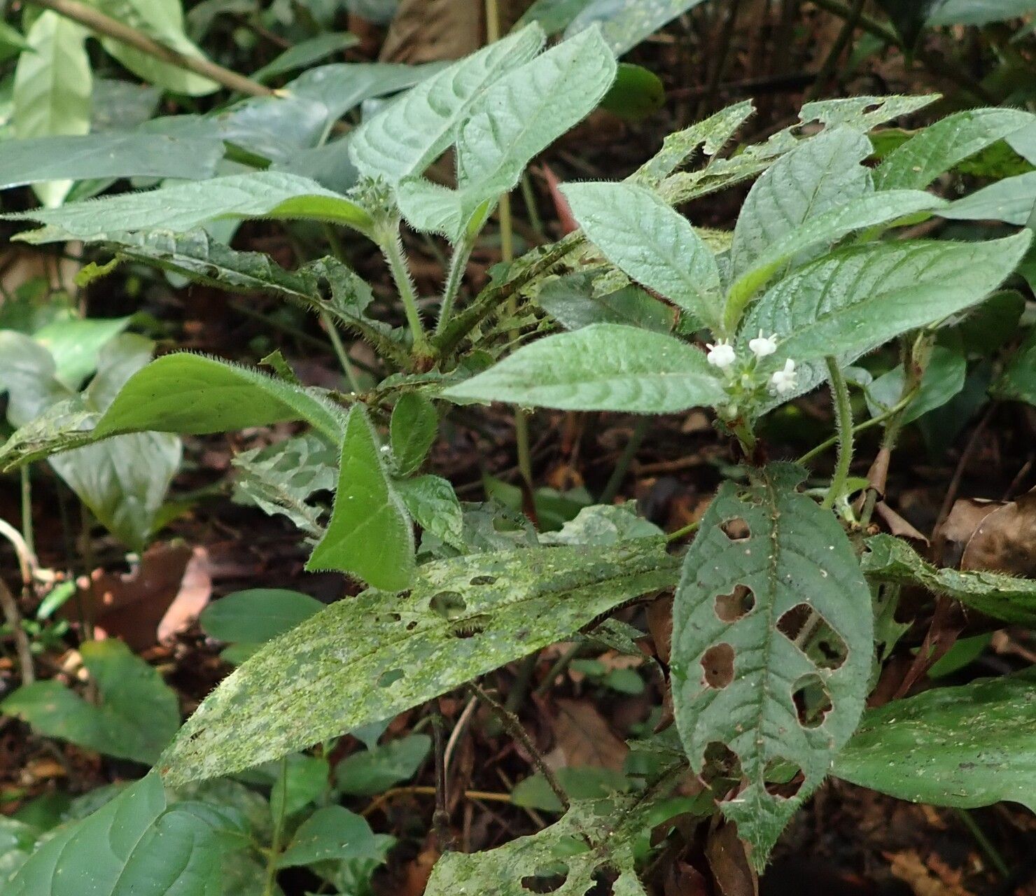 Psychotria rubripilis habit