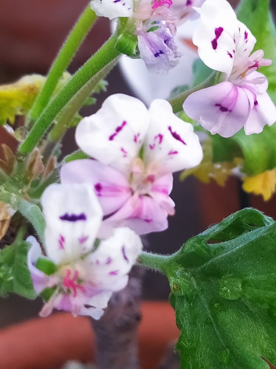 Pelargonium crassicaule flower