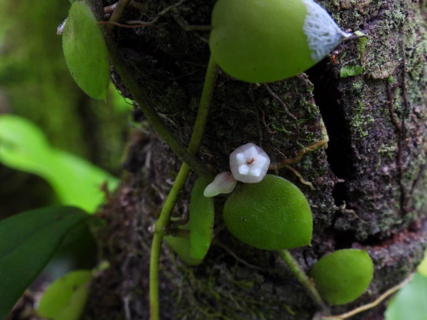 Dischidia immortalis flower