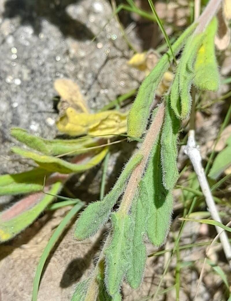 Nama undulata — houseplant care guide