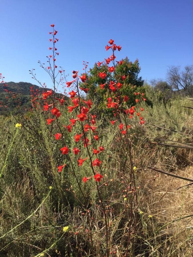 Delphinium cardinale — search result for 'Delphinium'