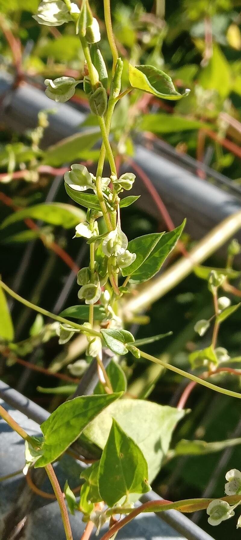 Fallopia dumetorum fruit