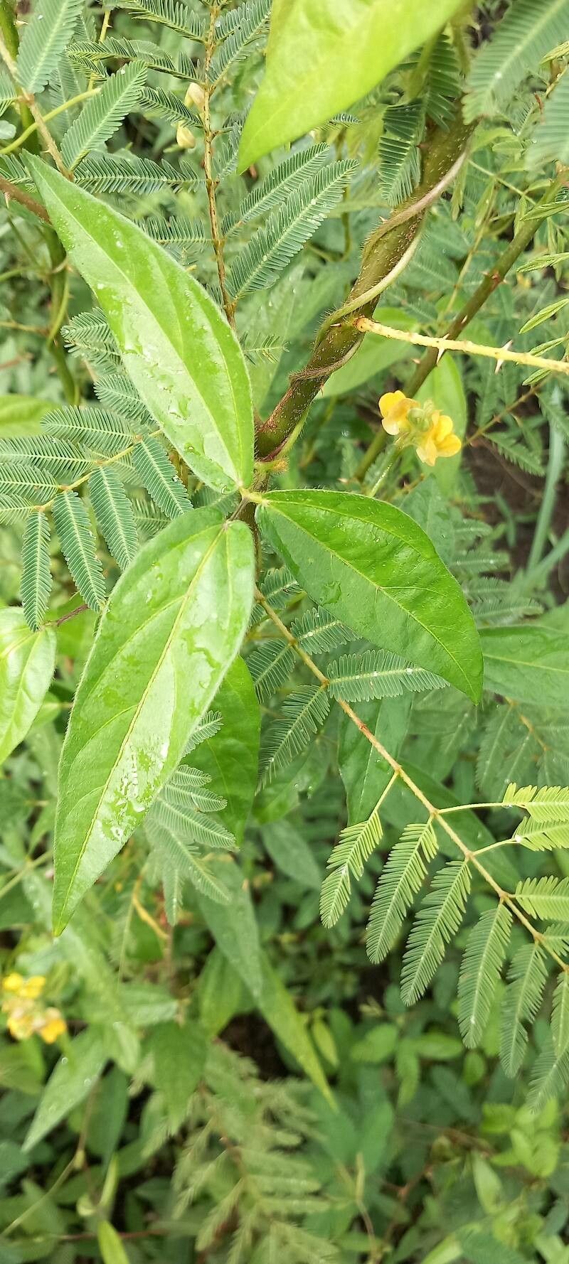 Aeschynomene sensitiva leaf
