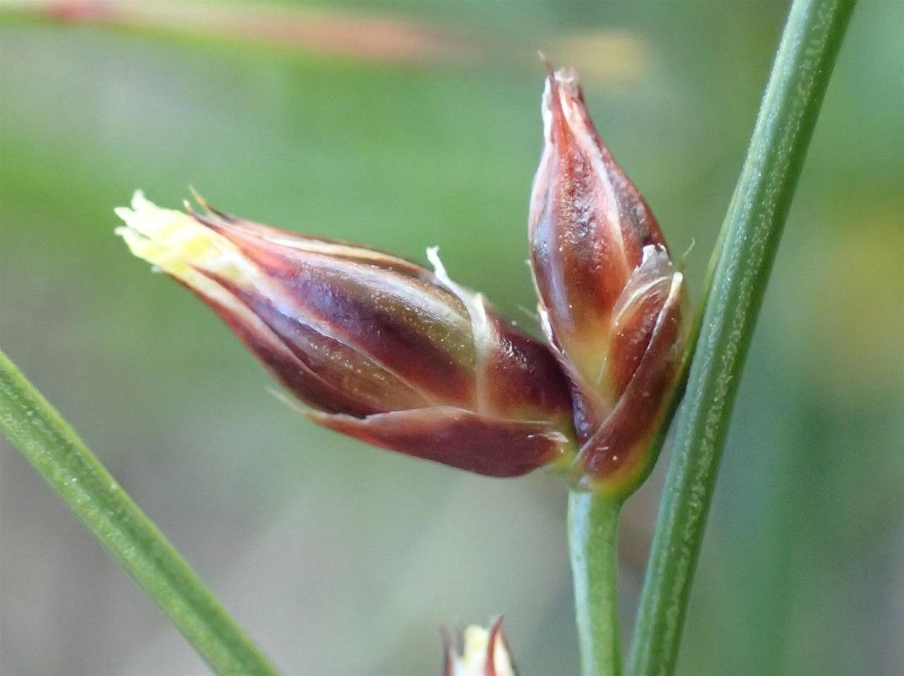 Juncus trifidus fruit