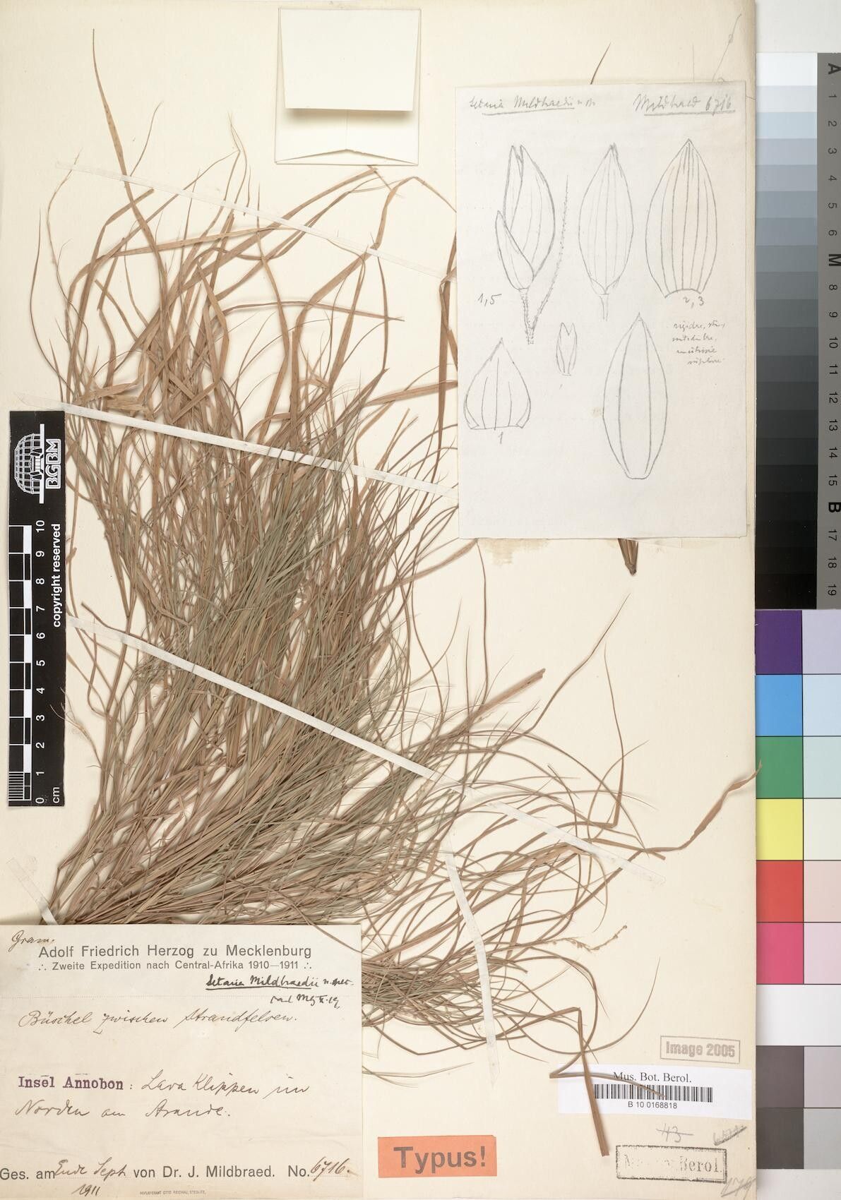Setaria mildbraedii — search result for 'Setaria'