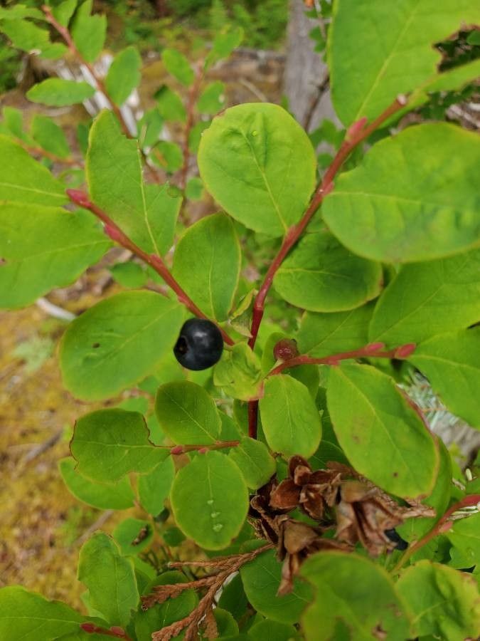 Vaccinium membranaceum fruit