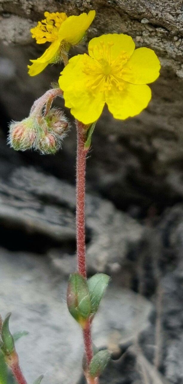 Helianthemum italicum flower
