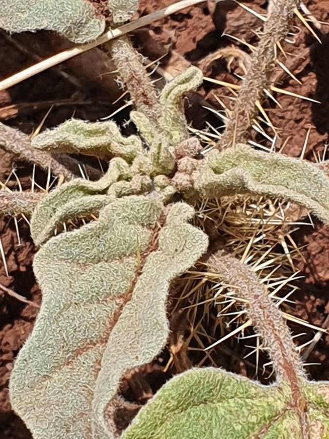 Solanum coagulans leaf