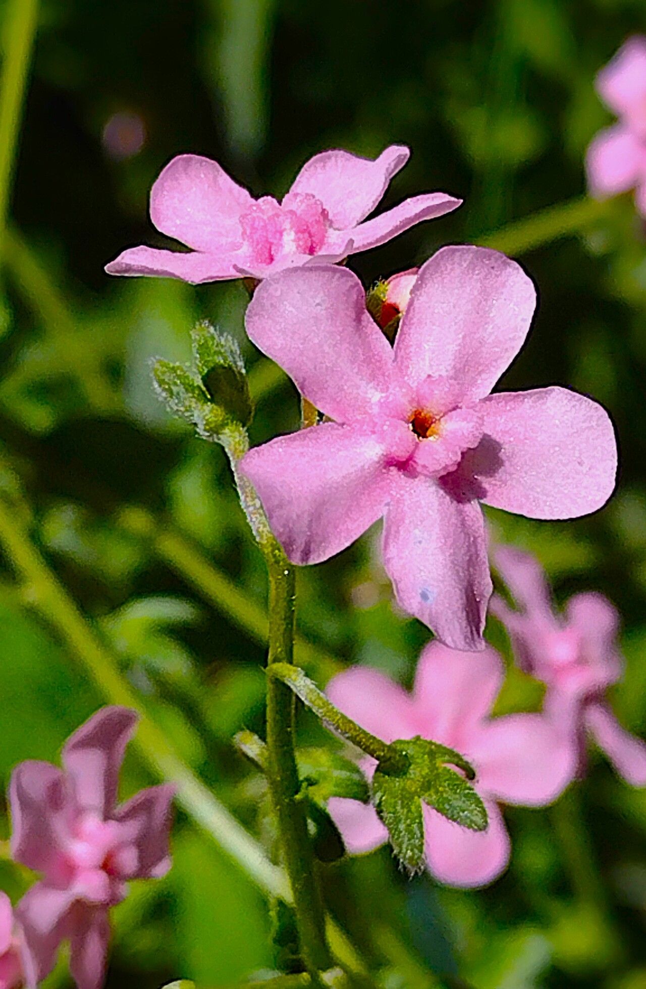 Hackelia mundula — search result for 'Hackelia'