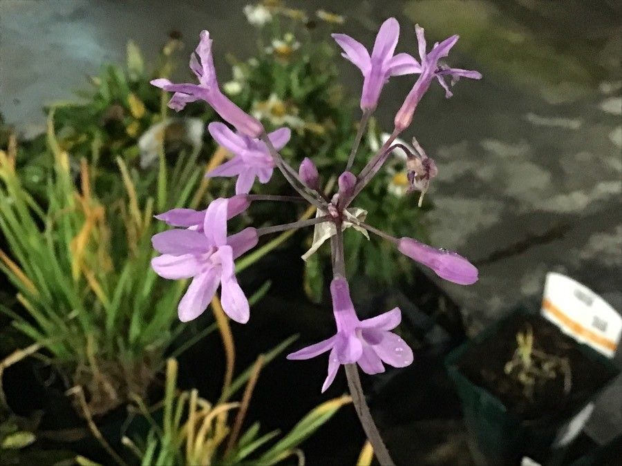 Tulbaghia violacea flower
