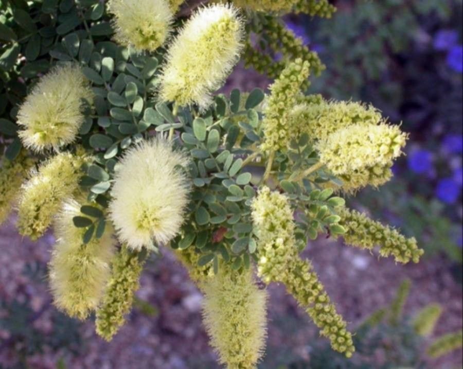 Prosopis pubescens flower