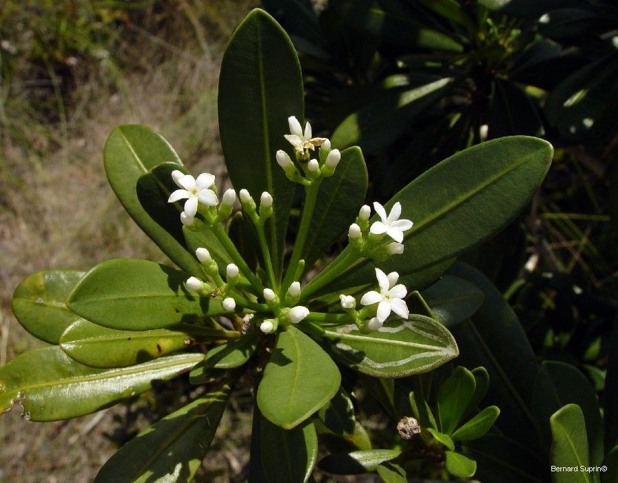 Rauvolfia sevenetii flower